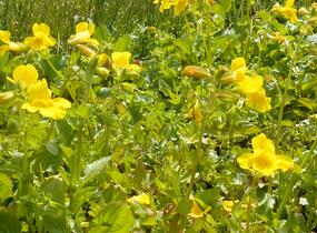 Kejklířka skvrnitá - Mimulus guttatus