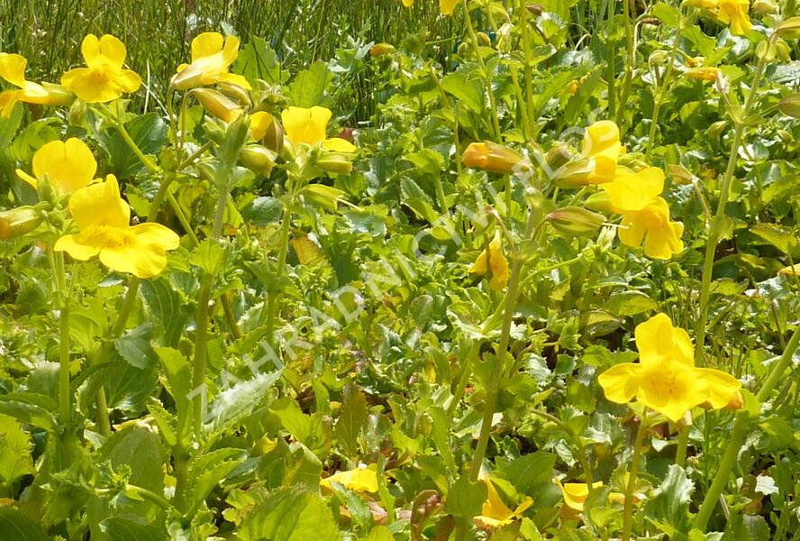 Kejklířka skvrnitá - Mimulus guttatus
