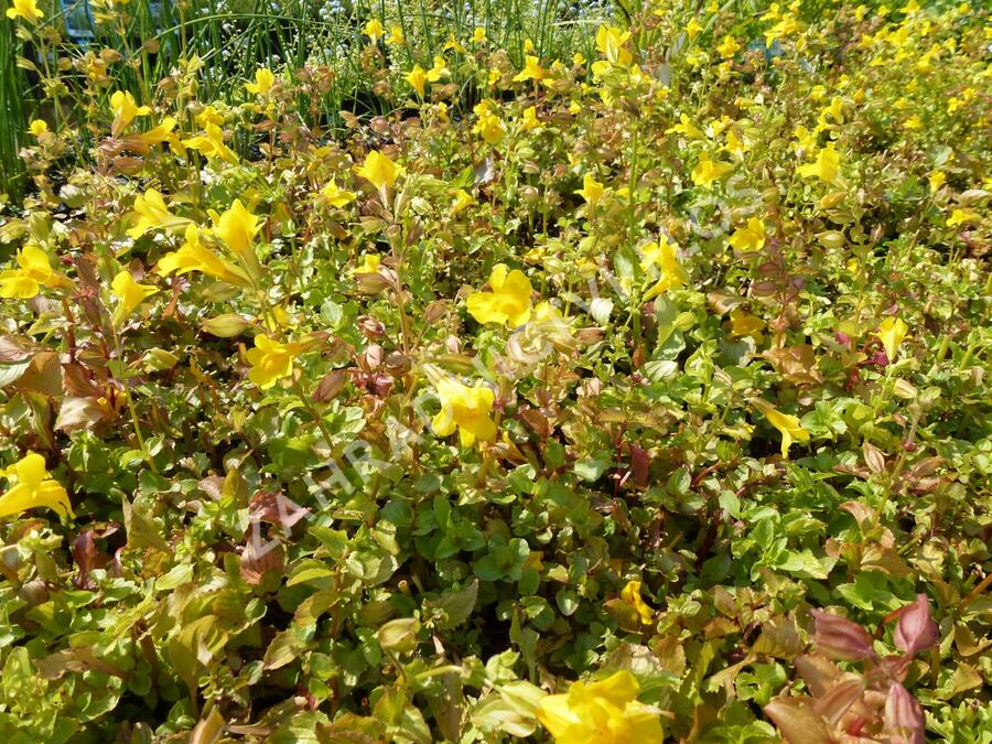 Kejklířka skvrnitá - Mimulus guttatus