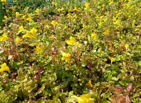 Kejklířka skvrnitá - Mimulus guttatus