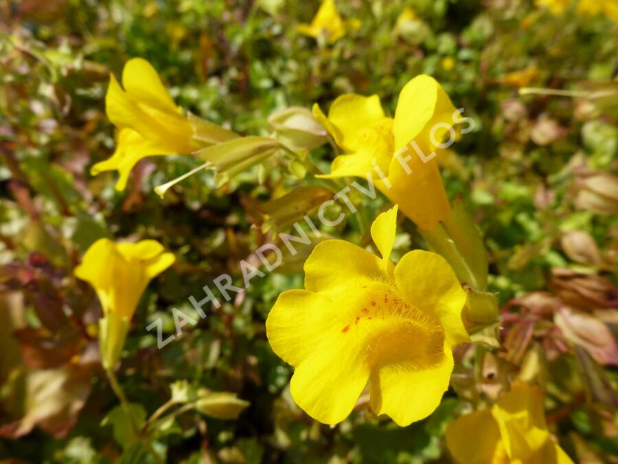 Kejklířka skvrnitá - Mimulus guttatus