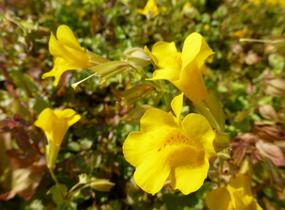 Kejklířka skvrnitá - Mimulus guttatus