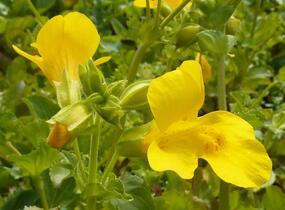 Kejklířka skvrnitá - Mimulus guttatus