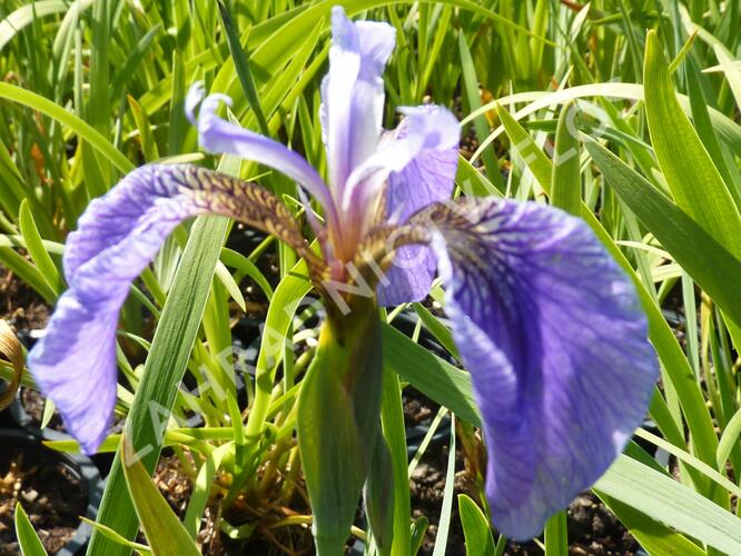 Kosatec 'Nana' - Iris setosa 'Nana'