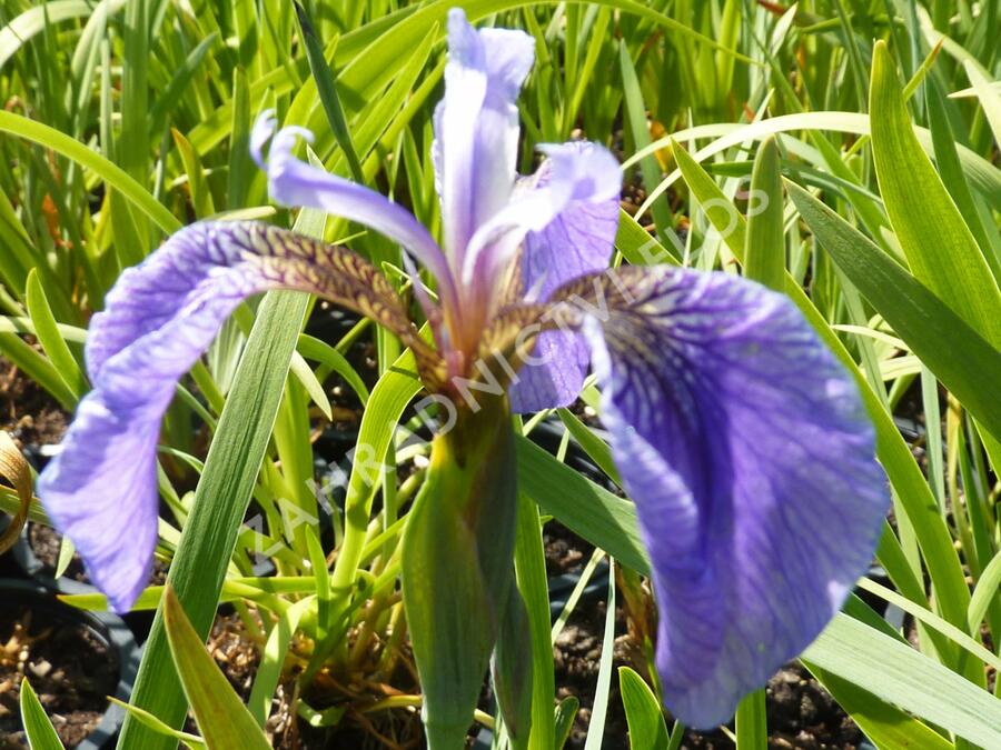 Kosatec 'Nana' - Iris setosa 'Nana'