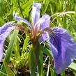 Kosatec 'Nana' - Iris setosa 'Nana'