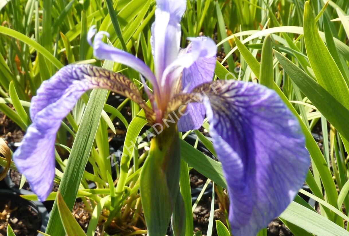 Kosatec 'Nana' - Iris setosa 'Nana'