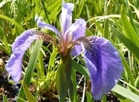 Kosatec 'Nana' - Iris setosa 'Nana'