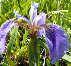 Kosatec 'Nana' - Iris setosa 'Nana'