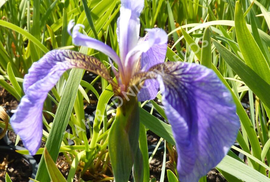 Kosatec 'Nana' - Iris setosa 'Nana'