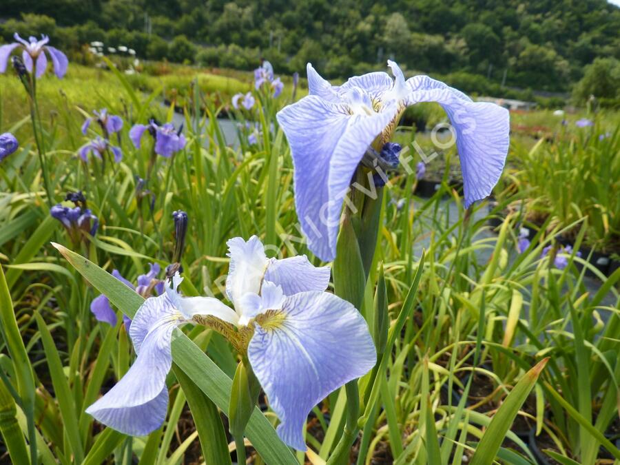 Kosatec 'Nana' - Iris setosa 'Nana'