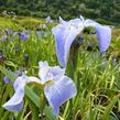 Kosatec 'Nana' - Iris setosa 'Nana'