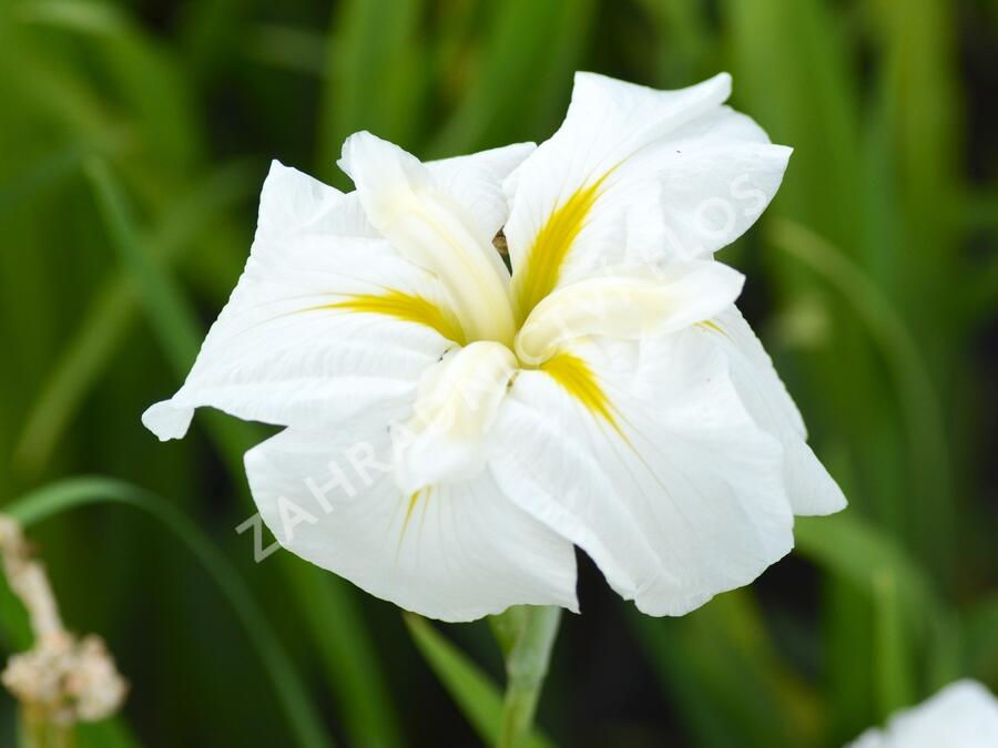 Kosatec mečovitý 'White Ladies' - Iris ensata 'White Ladies'