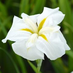 Kosatec mečovitý 'White Ladies' - Iris ensata 'White Ladies'