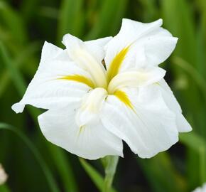 Kosatec mečovitý 'White Ladies' - Iris ensata 'White Ladies'