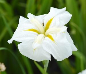 Kosatec mečovitý 'White Ladies' - Iris ensata 'White Ladies'