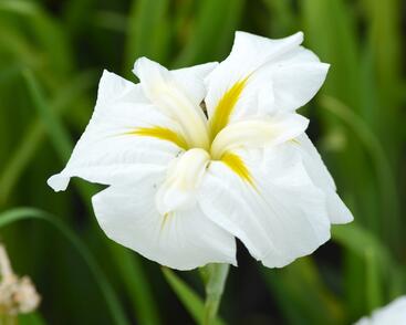 Kosatec mečovitý 'White Ladies'