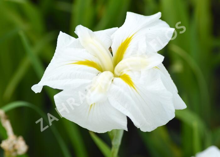 Kosatec mečovitý 'White Ladies' - Iris ensata 'White Ladies'
