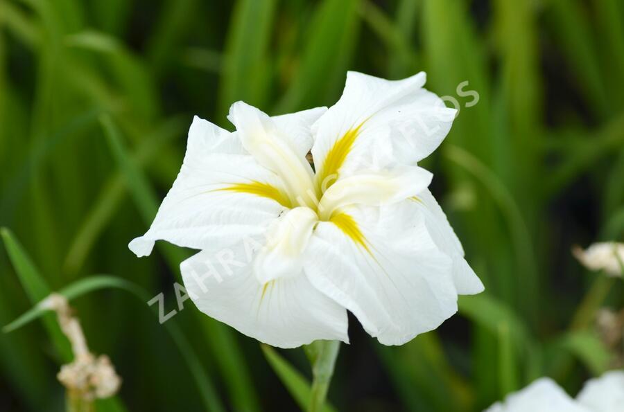 Kosatec mečovitý 'White Ladies' - Iris ensata 'White Ladies'