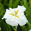 Kosatec mečovitý 'White Ladies' - Iris ensata 'White Ladies'