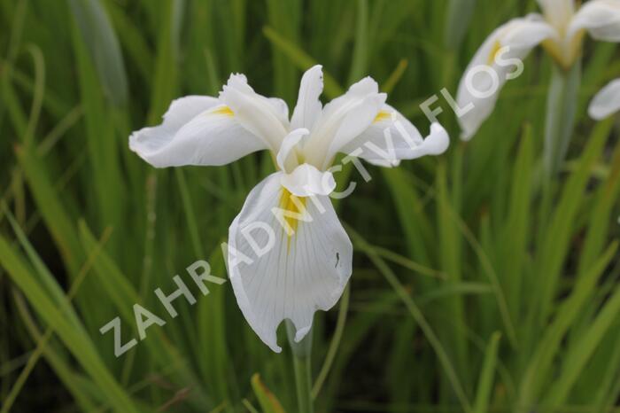 Kosatec mečovitý 'Diamant' - Iris ensata 'Diamant'