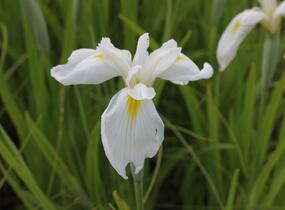 Kosatec mečovitý 'Diamant' - Iris ensata 'Diamant'