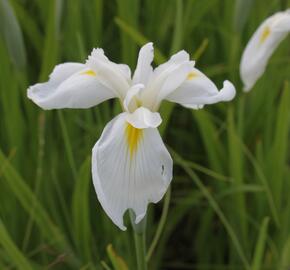 Kosatec mečovitý 'Diamant' - Iris ensata 'Diamant'