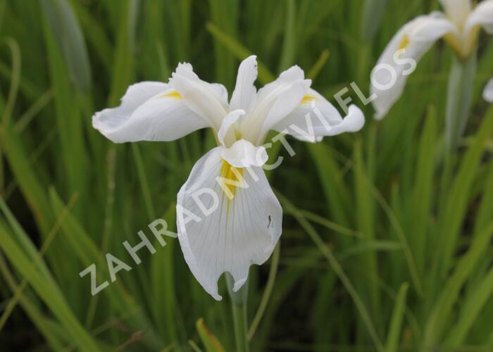 Kosatec mečovitý 'Diamant' - Iris ensata 'Diamant'