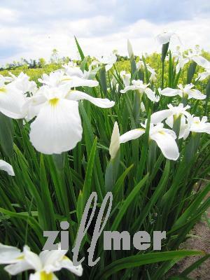 Kosatec mečovitý 'Diamant' - Iris ensata 'Diamant'