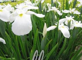 Kosatec mečovitý 'Diamant' - Iris ensata 'Diamant'