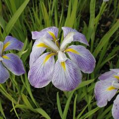 Kosatec mečovitý 'Aquamarin' - Iris ensata 'Aquamarin'