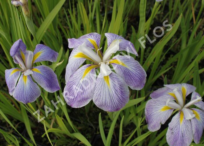 Kosatec mečovitý 'Aquamarin' - Iris ensata 'Aquamarin'
