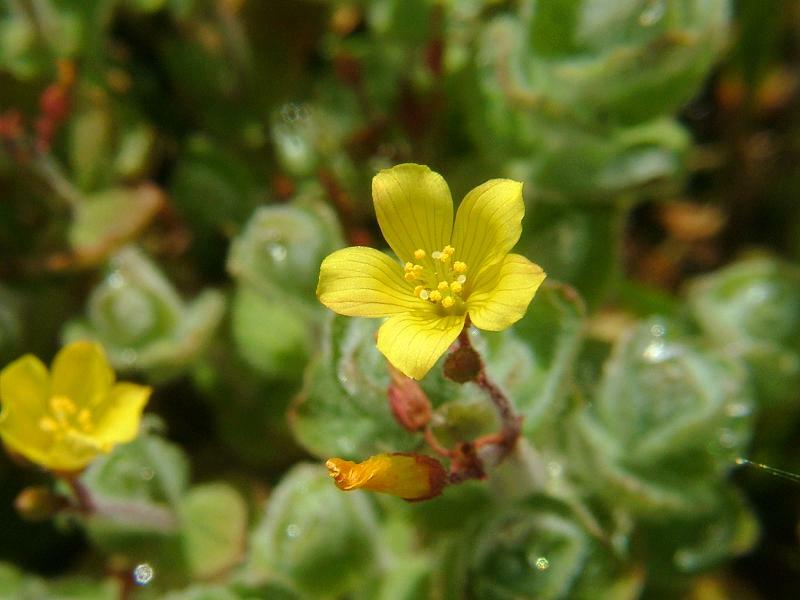 Třezalka - Hypericum elodes