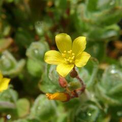 Třezalka - Hypericum elodes