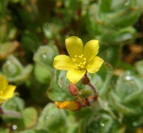 Třezalka - Hypericum elodes