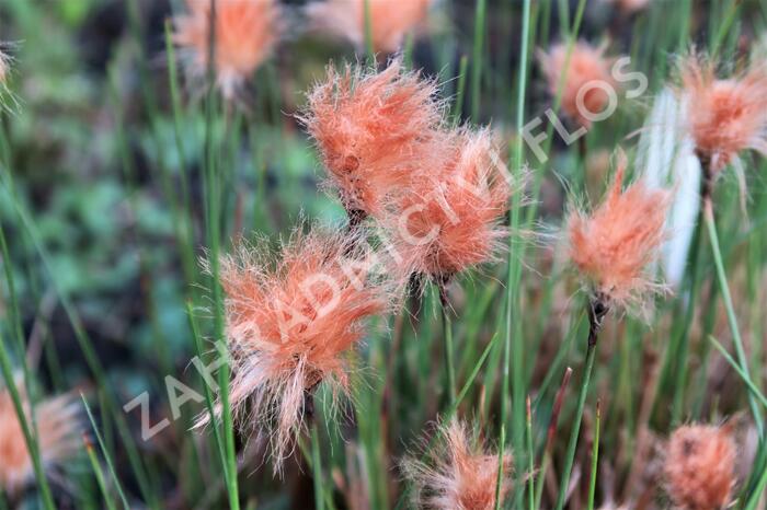 Suchopýr červenavý - Eriophorum russeolum