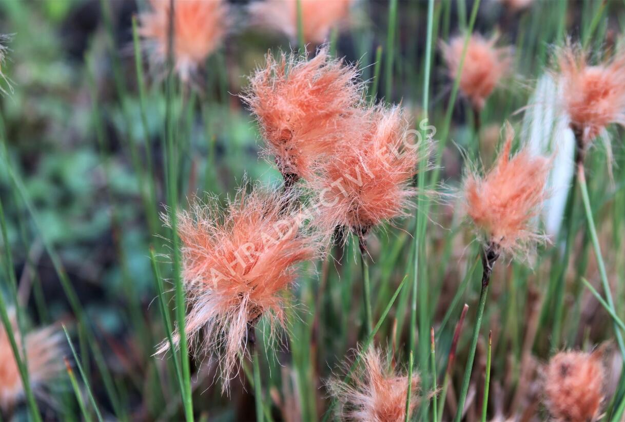 Suchopýr červenavý - Eriophorum russeolum