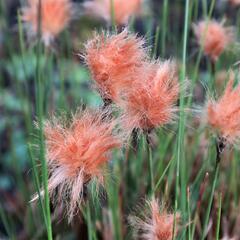 Suchopýr červenavý - Eriophorum russeolum