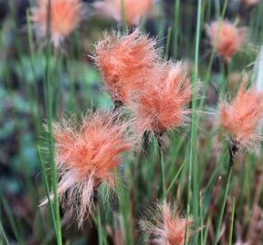 Suchopýr červenavý - Eriophorum russeolum