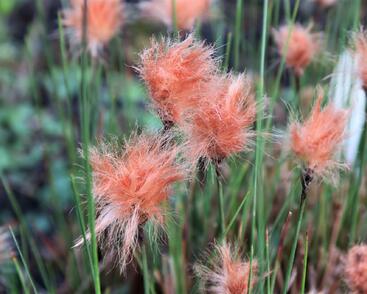 Suchopýr červenavý