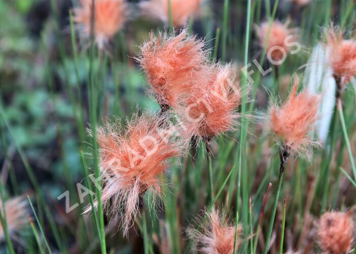Suchopýr červenavý - Eriophorum russeolum