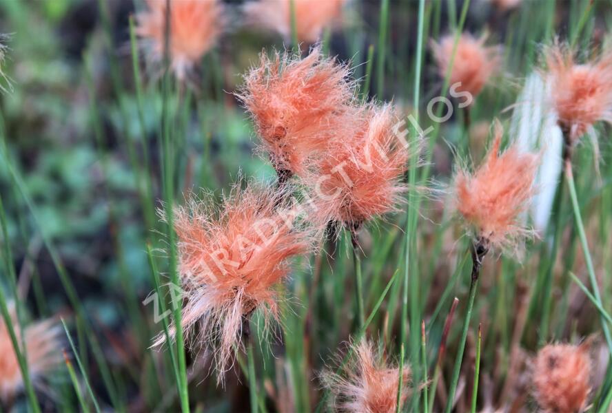 Suchopýr červenavý - Eriophorum russeolum
