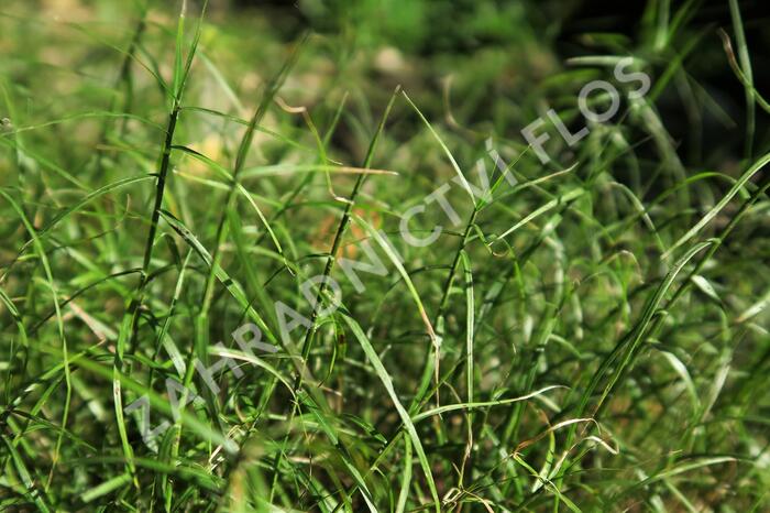 Ostřice muskingumská 'Little Midge' - Carex muskingumensis 'Little Midge'