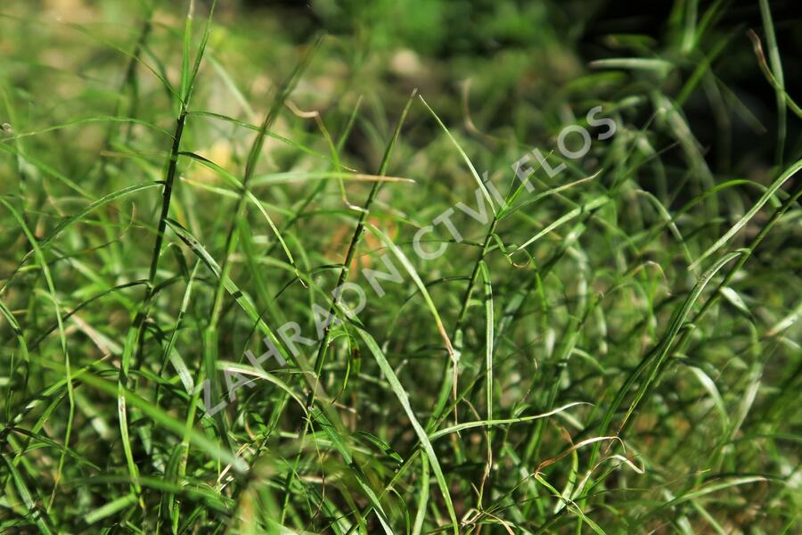 Ostřice muskingumská 'Little Midge' - Carex muskingumensis 'Little Midge'