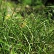 Ostřice muskingumská 'Little Midge' - Carex muskingumensis 'Little Midge'