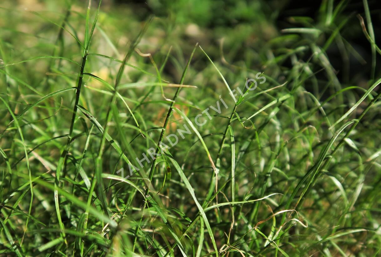 Ostřice muskingumská 'Little Midge' - Carex muskingumensis 'Little Midge'