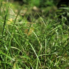 Ostřice muskingumská 'Little Midge' - Carex muskingumensis 'Little Midge'