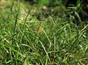 Ostřice muskingumská 'Little Midge' - Carex muskingumensis 'Little Midge'