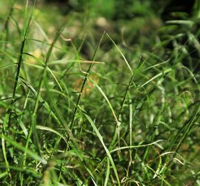 Ostřice muskingumská 'Little Midge' - Carex muskingumensis 'Little Midge'