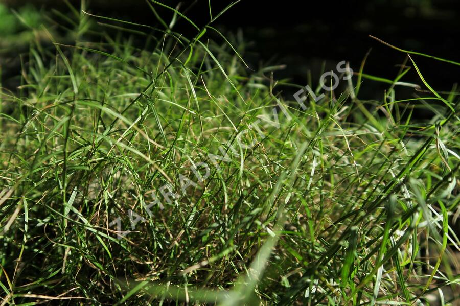 Ostřice muskingumská 'Little Midge' - Carex muskingumensis 'Little Midge'
